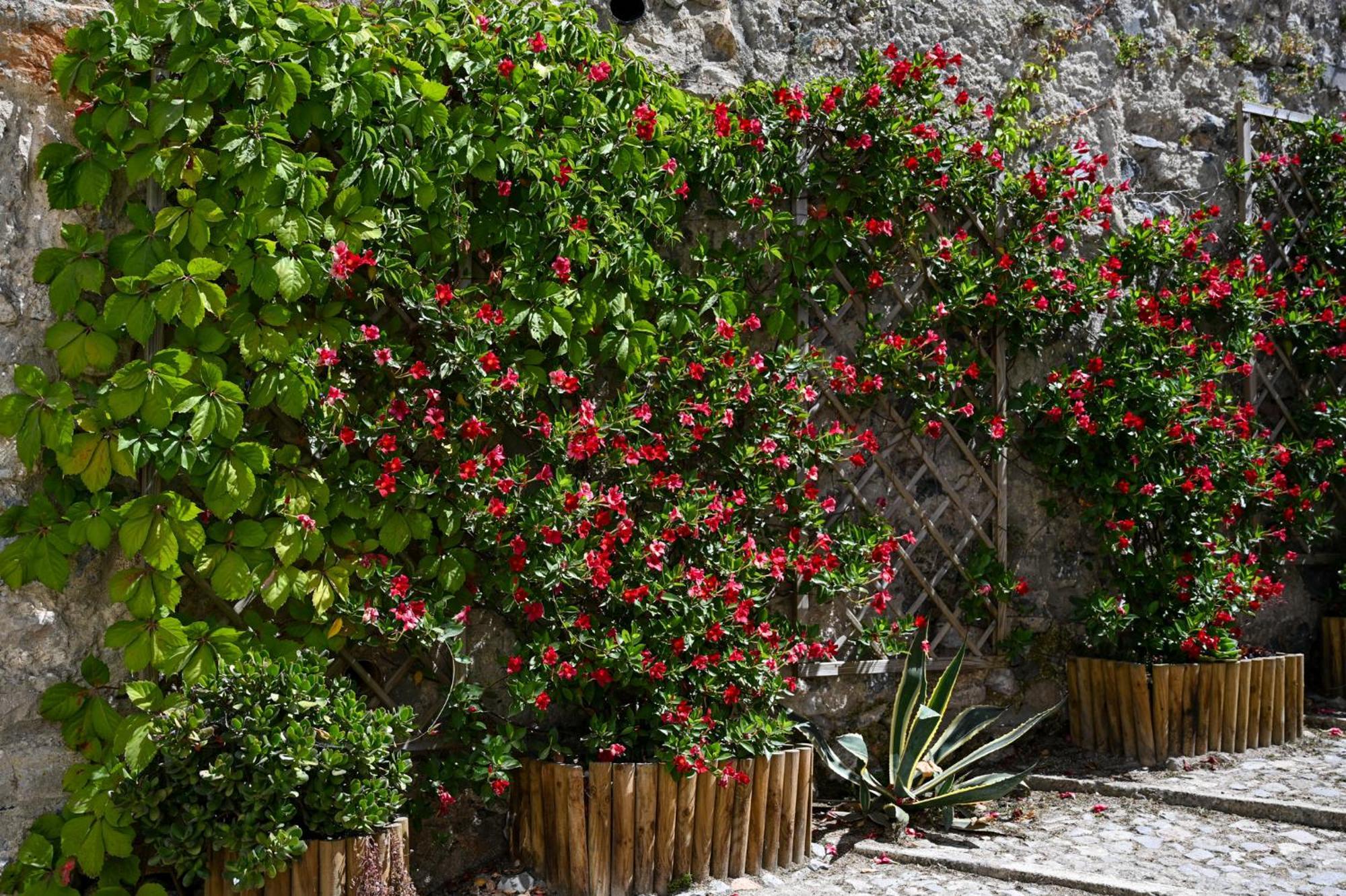 Apartament Casa Do Briamante 9 Sintra Zewnętrze zdjęcie